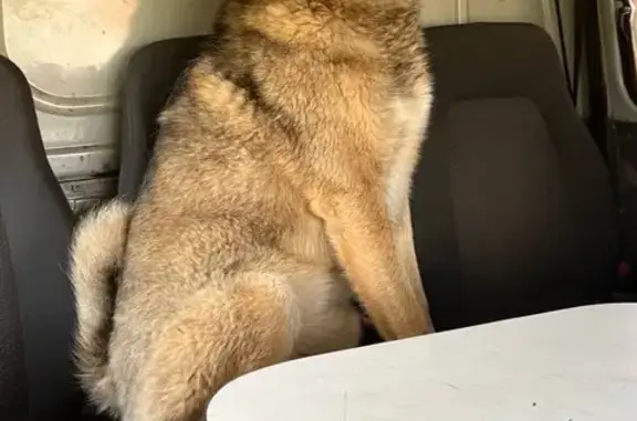 Пропал собака, мужской, 88Н-07029, Новый - photo