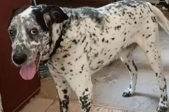 Пропал собака, Обский переулок, 61, Ростов-на-Дону - старенький далматин - photo