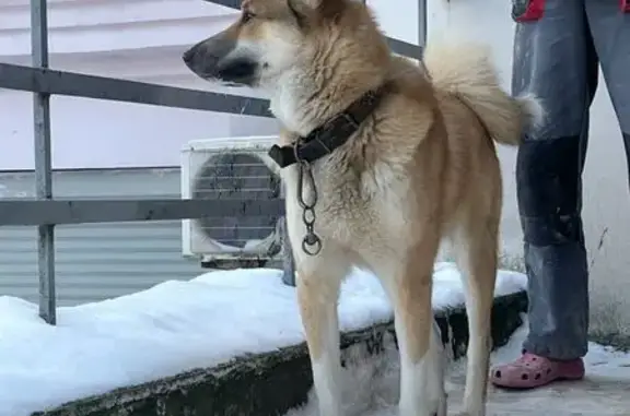 Пропала собака, улица Хромова, городской округ Тверь - photo