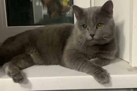 Найдена кошка, Сургут, фото: Найден кот, проезд Советов, Сургут - кажется, британец