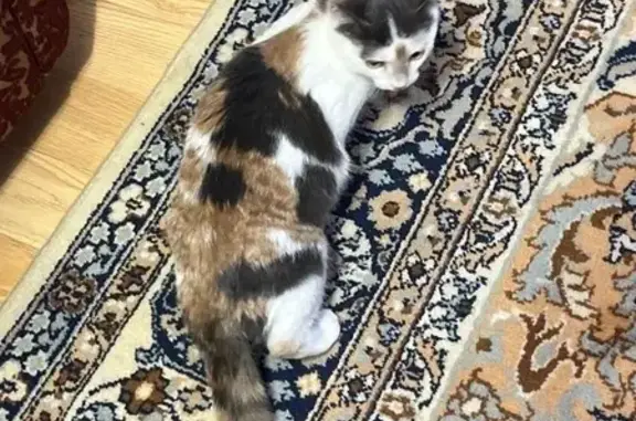 Найдена кошка, Брянск, фото: Найдена кошка, Брянск