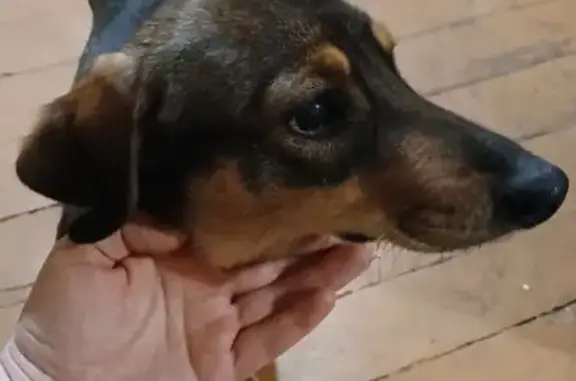 Найдена собака, Красноармейское, фото: Найдена собака, Шоссейная улица, Красноармейское - похож на альпийскую таксообразную гончую