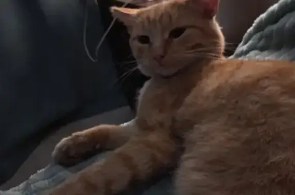 Пропал кот, Высокая улица, Кинешма - photo