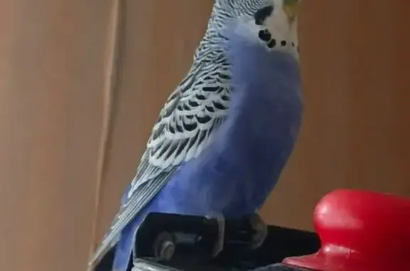 Потерянные животные Калининград, фото: Пропал попугай, мужской, Советский проспект, 73, Калининград