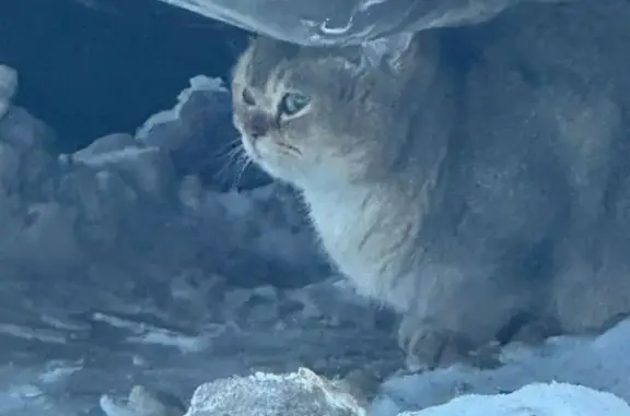 Найденные животные Стрельна, фото: Найдена кошка, Вокзальная улица, 2, Стрельна - похожа на британца