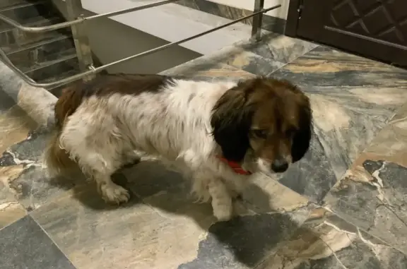 Найдена собака, Сочи, фото: Найдена собака, Таврическая улица, 7 к5, Сочи - рыжая с белым