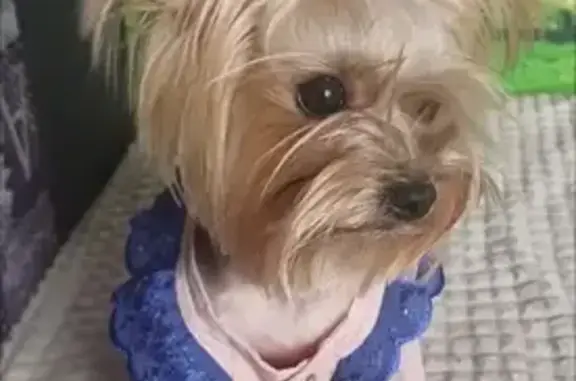 Пропала собака, 3-я Первомайская улица, 29, Курск - мини Йорк, откликается на Бусю - photo