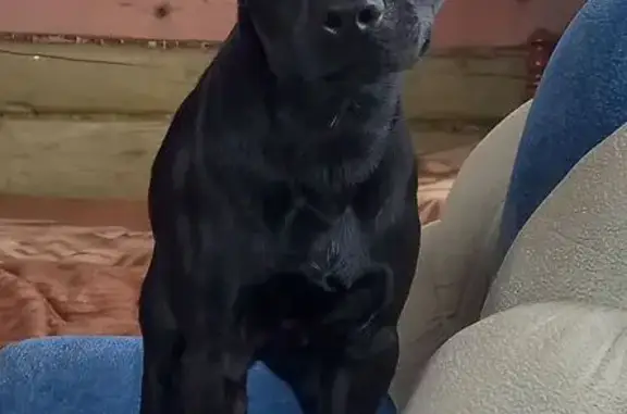 Пропала собака, 81, городской округ Ижевск, Ижевск - гладкошёрстный чёрный кобель - photo