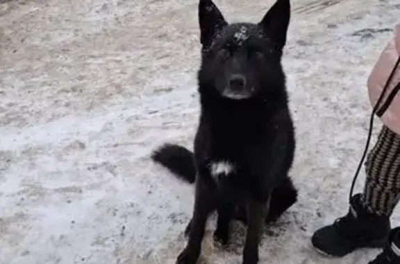 Найдена собака, Смоленск, фото: Найдена собака, улица Нахимова, 29А, Смоленск - ласковая и домашняя