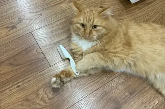 Пропал кот, Полевая улица, Фащёвка - рыжий и ласковый - photo