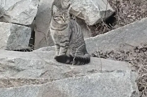 Пропал кот, Уральская улица, 7, Южный Урал - реагирует на кличку - photo