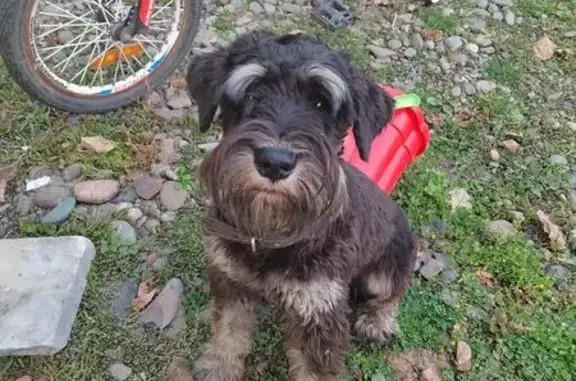 Потерянные животные Междуреченск, фото: Пропал собака, Рыбацкая улица, 1А, Междуреченск - чёрный с кучерявой длинной шерстью