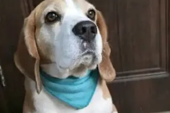 Собаки потеряшки, район Коммунарка, фото: Потеряшка собака, квартал 4 353, район Коммунарка - без ошейника, на животике клеймо