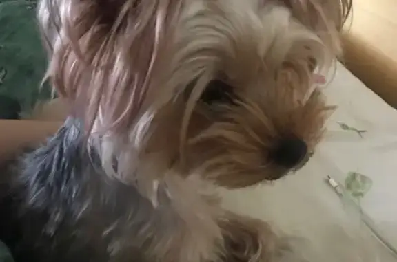 Пропала собака, улица Комиссара Габишева, 6, Казань - отзывается на Луи - photo