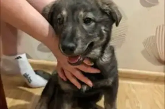 Найденные животные Самара, фото: Найдена собака, Запорожская улица, 21, Самара - щенок, девочка