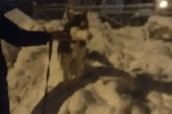 Найдена собака, Саранск, фото: Найден собака, улица Коваленко, Саранск - хаски в кожаном ошейнике