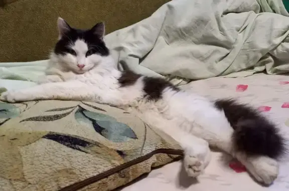 Найден кот, улица Благоева, 28, Краснодар - домашний, худой, но весёлый - photo