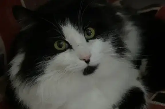 Пропал кот, Нижняя Краснослободская улица, Тула - черно-белый, крупный и пушистый - photo