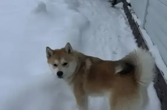 Найдена собака, Каринское, фото: Найден собака, А-108, Каринское сельское поселение, Каринское - кобель Акита Ину