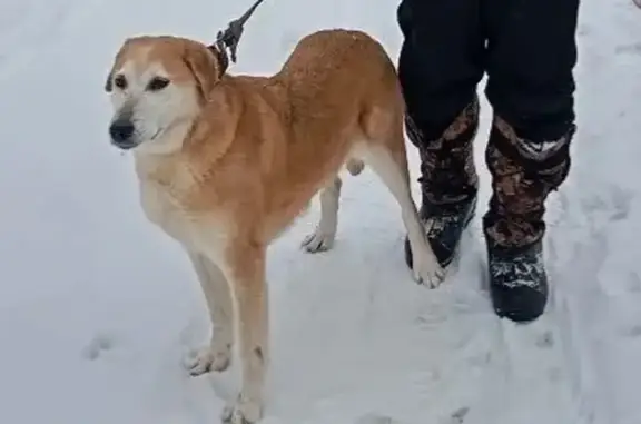 Пропала собака, Машиностроительная улица, Кохма - рыже-белая, умная - photo