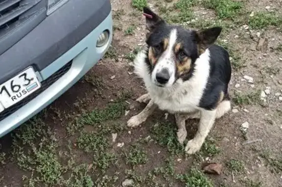 Пропал собака, мужской, улица Канализационная, Самара - черно-белый-коричневый - photo