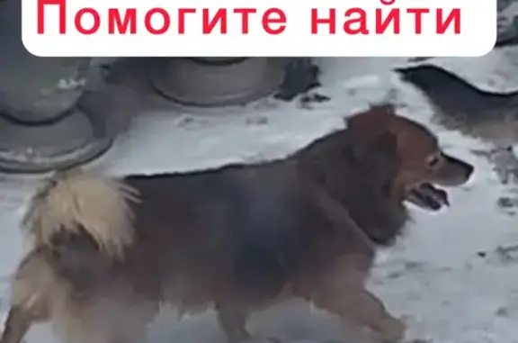 Пропал собака, улица Бурмистрова, 105, Ставрополь - рыжечёрнобурый окрас - photo