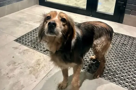 Пропала собака, Аральская улица, 26, Краснодар - трёхцветная с ошейником - photo