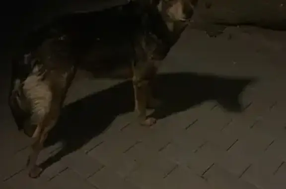 Пес пугливый , 3-4года, дворовой, отзывается на Макс или Марс . Без ошейника, окрас черно коричневый, глаза темные