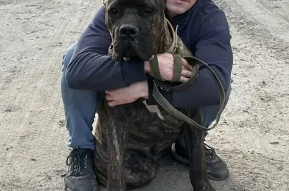 Собаки потеряшки, Брянск, фото: Потеряшка собака, Делегатский переулок, 25А, Брянск - пёс породы кане-корсо