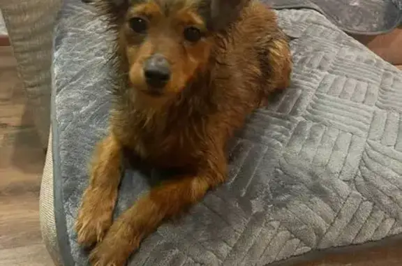 Найдена собака, Старая Русса, фото: Найдена собака, Федорково, Старая Русса - девочка, примерно 6 месяцев