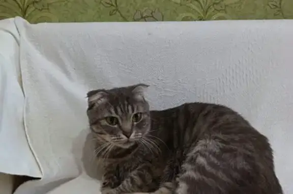Найдена кошка, Кинешма, фото: Найдена кошка, улица Правды, 20, Кинешма - вислоухая британка