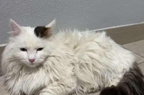 Найденные животные Пермь, фото: Найдена кошка, шоссе Космонавтов, 111А, Пермь - белый пушистый с тёмным хвостом