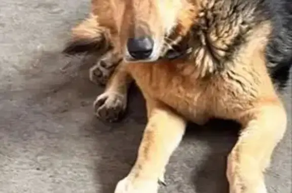 Пропала собака, Инженерная улица, 7А, Ростов-на-Дону - черно-рыжая смесь овчарки и дворняги - photo