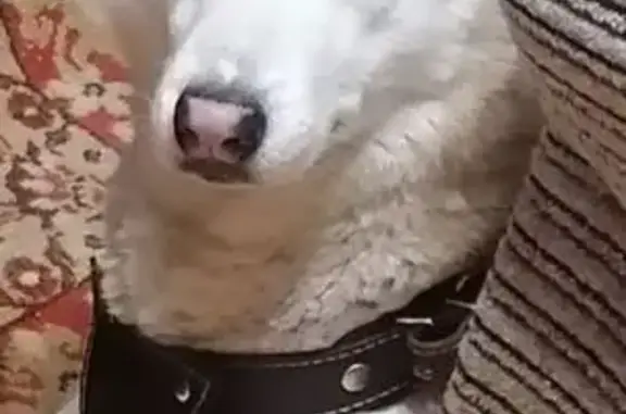 Пропал собака, Кирпичная улица, 19, Тавда - photo