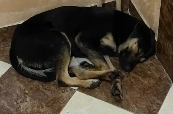 Найденные животные Краснодар, фото: Найдена собака, Адмиралтейский бульвар, Краснодар - добрая, не отходит далеко