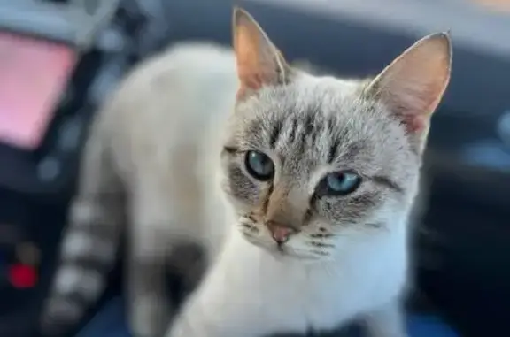 Пропал кот, Касимов, Рязанская область - photo