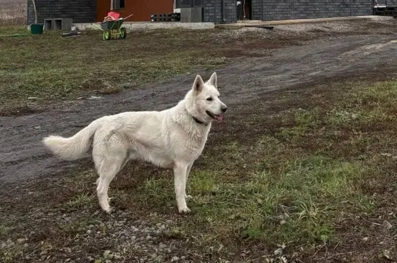 Собаки потеряшки, Липецк, фото: Потеряшка собака, Р-119, городской округ Липецк - белый, добрый, был с ошейником