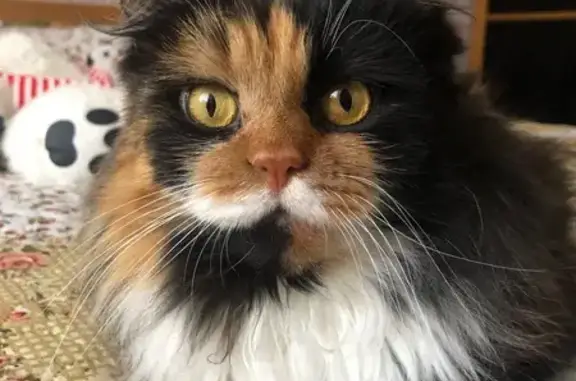 Найдена кошка, Портовая ул. 164В, Ростов-на-Дону - photo