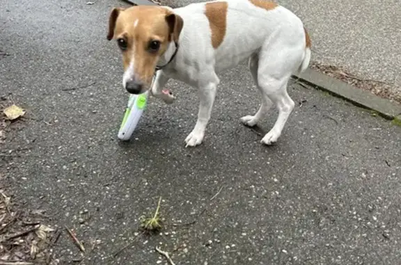 Найдена собака, Архипо-Осиповка, фото: Найдена собака, девочка, Морская улица, 12, Архипо-Осиповка - порода Джек Рассел