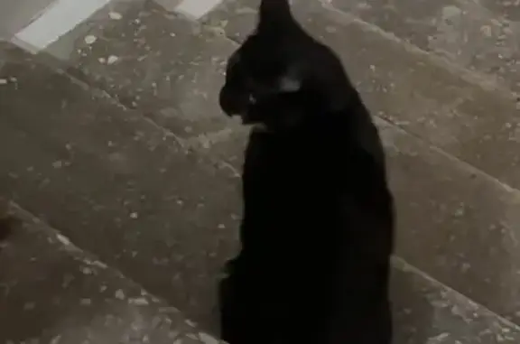 Пропал кот, Песочная набережная, 4, Санкт-Петербург - черный котенок 6 месяцев - photo