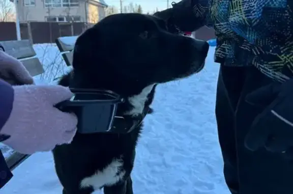 Найдена собака, Калининград, фото: Найден собака, Калининград, Калининградская область - черно-белый с белой грудью, носит ошейник