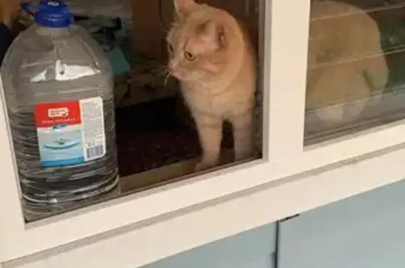 Пропал кот, 46Н-11679, Ступино - отзывается на кличку Симба - photo