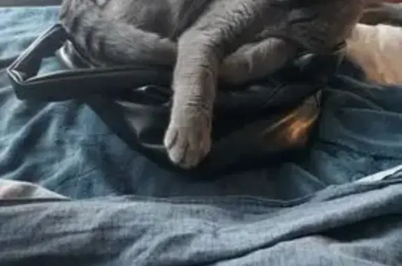 Пропал кот, 3-й квартал (Красная глинка), 29, Самара - photo