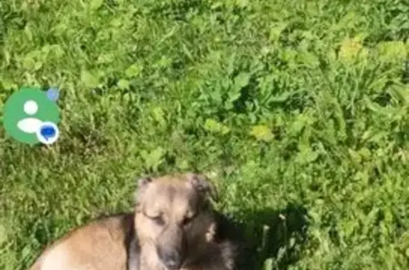 Пропала собака, женский пол, улица Гагарина, Первоуральск - окрас рыжеватый с потемнениями - photo