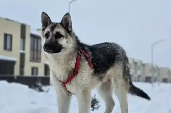Найдена собака, Усады, фото: Найден собака, Мирная улица, 16/1, Усады - контактный и добрый пёс