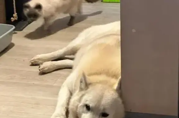 Пропала собака, мужской, сельское поселение Деревня Красный Городок, Калужская область - photo