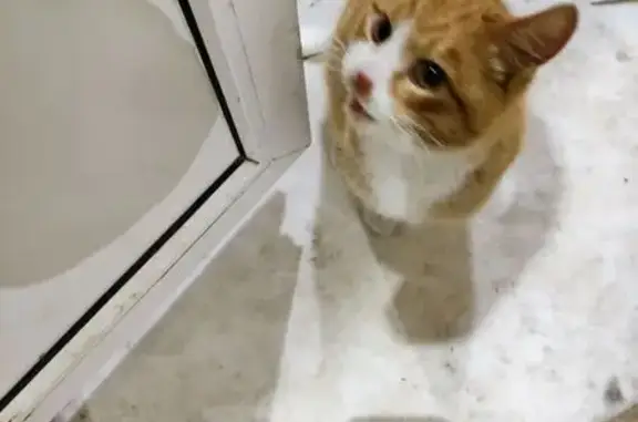 Найденные животные Иваново, фото: Найдена кошка, 14-я линия, Иваново - молоденький, видно, что домашний