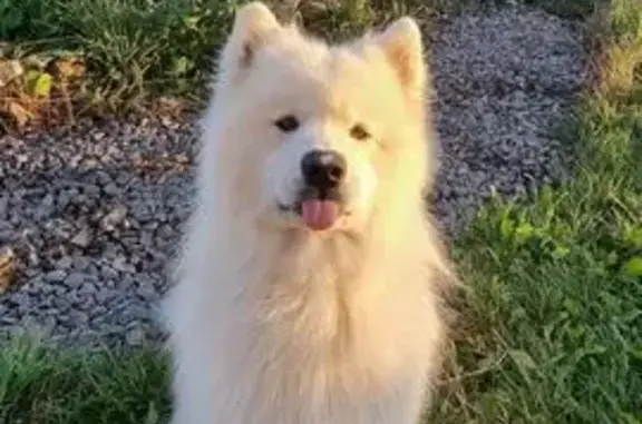 Пропал собака, Барбарисовая улица, Аннолово - самоед с розоватым носом - photo