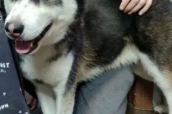 Найдена собака, Протвино, фото: Найден собака, улица Победы, 2, Протвино - щенок похож на хаску