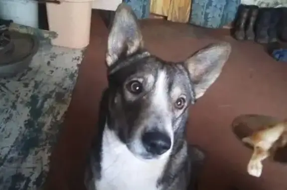 Пропал собака, улица Посёлок Новый, Бакуры - похож на лайку, хромает на переднюю лапу - photo